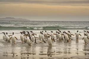 Images Dated 10th January 2020: Falkland Islands, Grave Cove. Gentoo penguins walking in surf at sunset