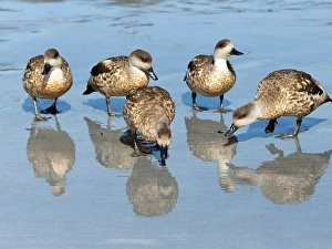 Images Dated 29th August 2024: Falkland Islands. A group of crested ducks forage on the wet beach