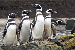 Lichen Prints: Falkland Islands. A group of Magellanic penguins stand together on the rocks
