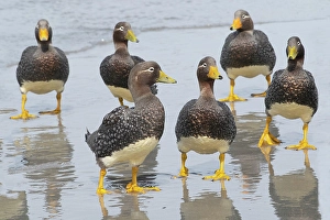 Images Dated 29th August 2024: Falkland Islands. A group of non-breeding Falkland steamer ducks are together on the beach