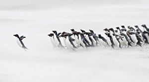 Blowing Prints: Falkland Islands. A group of rockhopper penguins emerge from the sea