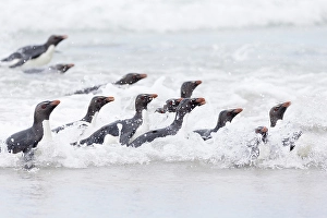 Images Dated 29th August 2024: Falkland Islands. A group of rockhopper penguins emerge from the waves