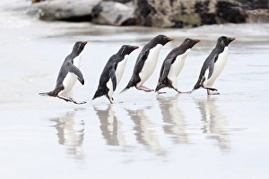Images Dated 7th June 2024: Falkland Islands. A group of rockhopper penguins hop over the wet beach towards the rookery