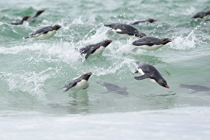 Images Dated 29th August 2024: Falkland Islands. A group of rockhopper penguins porpoising through the water on the way to the beach