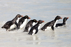 Images Dated 7th June 2024: Falkland Islands. A group of rockhopper penguins wade through the water
