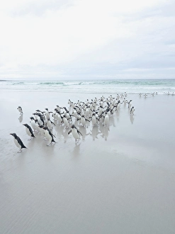 Images Dated 29th August 2024: Falkland Islands. A group of rockhopper penguins walk on the beach after emerging from the sea