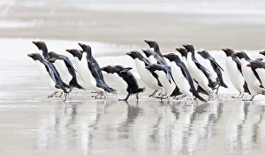 Images Dated 29th August 2024: Falkland Islands. A group of rockhopper penguins walks towards the ocean
