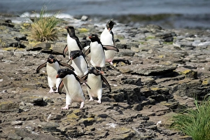 Images Dated 29th August 2024: Falkland Islands. A group of rockhoppers approach the rookery after climbing the cliff from the sea
