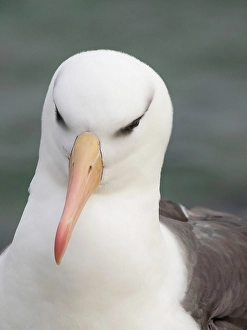 Images Dated 29th August 2024: Falkland Islands. Headshot of an adult black-browed albatross