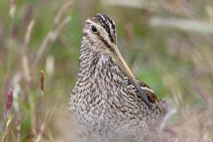 Gallinago Magellanica Prints: Falkland Islands. Headshot of a Magellanic snipe