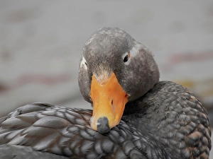 Beak Prints: Falkland Islands. Headshot of a male Falkland steamer duck