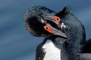 Bonding Prints: Falkland Islands. Two king cormorants are grooming one another