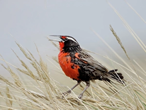 Images Dated 29th August 2024: Falkland Islands. A long-tailed meadowlark stands and sings in the long grass