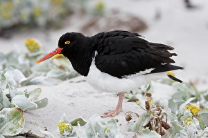 Images Dated 10th June 2024: Falkland Islands. A Magellanic oystercatcher stands in the sand among the sea cabbage