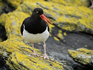 Lichen Prints: Falkland Islands. A Magellanic oystercatcher stands on the yellow, lichen covered rocks