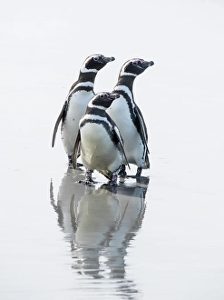 Images Dated 29th August 2024: Falkland Islands. Three Magellanic penguins stand on the wet beach with a reflection