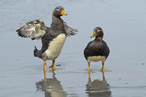 Feet Prints: Falkland Islands. A male Falkland steamer duck flaps its small wings next to a female