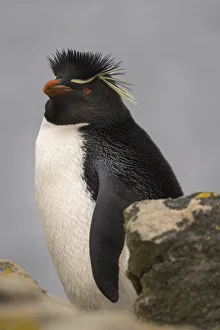 Antarctica Prints: Falkland Islands, New Island. Close-up of rockhopper penguin