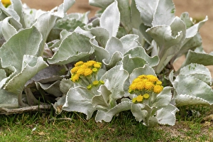 Images Dated 29th February 2024: Falkland Islands, New Island. Plant with blooming yellow flowers