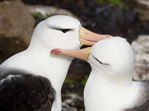 Nesting Prints: Falkland Islands. A pair of black-browed albatross sit together and preen each other