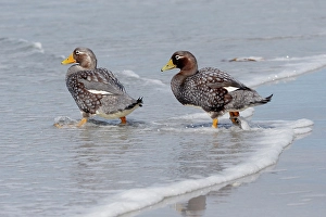 Images Dated 29th August 2024: Falkland Islands. A pair of Falkland steamer ducks walk together on the beach