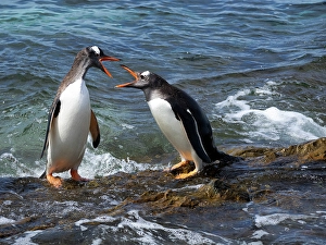 Beak Prints: Falkland Islands. A pair of gentoo penguins fight over their perch on the rocks in the water