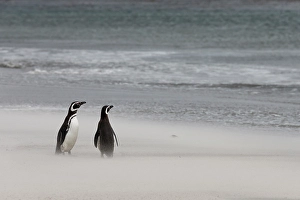 Blowing Prints: Falkland Islands. Two penguins stand on the windswept beach with its blowing sand