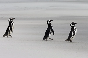 Images Dated 29th August 2024: Falkland Islands. Three penguins walk on the windswept beach with its blowing sand