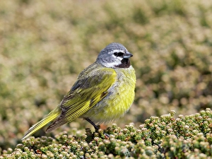 Fluffy Prints: Falkland Islands. Portrait of a black-throated finch