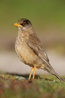 Beak Prints: Falkland Islands. Portrait of a Falkland thrush