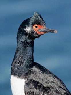 Plumage Prints: Falkland Islands. Portrait of a king cormorant