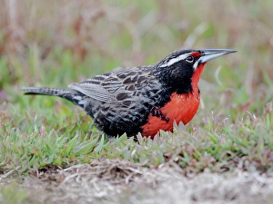 Falkland Islands. Portrait of a long-tailed meadowlark foraging in the grass