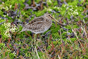 Beak Prints: Falkland Islands. Portrait of an Magellanic snipe in the heath