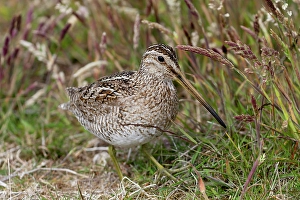 Beak Prints: Falkland Islands. Portrait of an Magellanic snipe in the heath