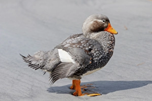 Beak Prints: Falkland Islands. Portrait of a male Falkland steamer duck