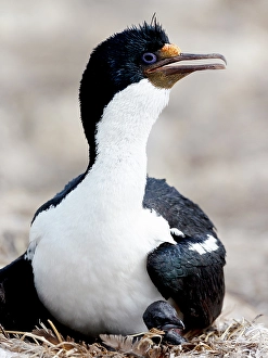 Beak Prints: Falkland Islands. Portrait of a rock shag on its nest with a tiny chick peering out from under it