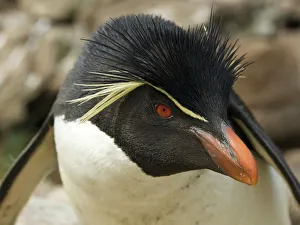 Ellen Anon Prints: Falkland Islands. Portrait of rockhopper penguin