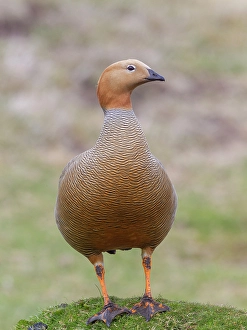 Images Dated 29th August 2024: Falkland Islands. Portrait of a ruddy-headed goose standing on a grass hummock