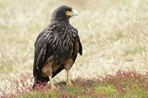Beak Prints: Falkland Islands. Portrait of a striated caracara adult