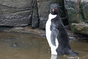 Bathing Prints: Falkland Islands. A rockhopper penguin bathes in a small pool among the rocks