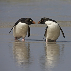 Ellen Anon Prints: Falkland Islands. Rockhopper penguins on beach