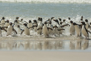 Images Dated 22nd December 2014: Falkland Islands, Saunders Island. Rockhopper penguins return to beach from ocean