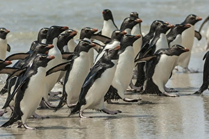 Images Dated 22nd December 2014: Falkland Islands, Saunders Island. Rockhopper penguins return to beach from ocean