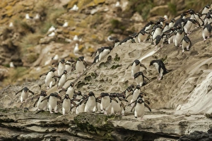 Images Dated 22nd December 2014: Falkland Islands, Saunders Island. Rockhopper penguins heading for beach. Credit as