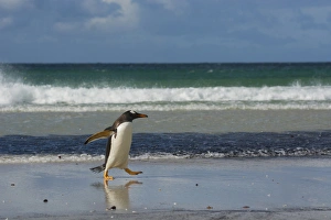 Images Dated 5th February 2014: Falkland Islands. Saunders Island. Gentoo penguin (Pygoscelis papua) walking on the beach