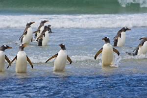 Images Dated 5th February 2014: Falkland Islands. Saunders Island. Gentoo penguins (Pygoscelis papua) in the water