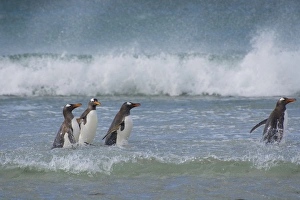 Images Dated 5th February 2014: Falkland Islands. Saunders Island. Gentoo penguins (Pygoscelis papua) in the water