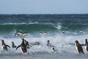 Images Dated 5th February 2014: Falkland Islands. Saunders Island. Gentoo penguins (Pygoscelis papua) diving into