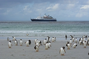 Images Dated 5th February 2014: Falkland Islands. Saunders Island. Gentoo penguins (Pygoscelis papua) and a cruise