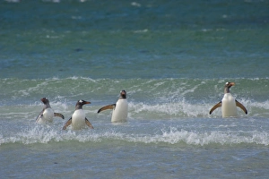 Images Dated 5th February 2014: Falkland Islands. Saunders Island. Gentoo penguins (Pygoscelis papua) in the water